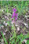 Orchis mascula