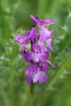 Anacamptis morio