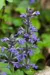 Ajuga reptans