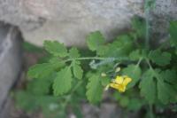 Chelidonium majus