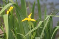 Iris pseudacorus