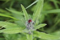Cynoglossum officinale