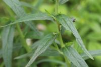 Lithospermum officinale