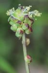 Poterium sanguisorba