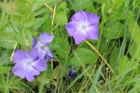 Vinca major
