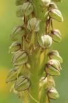 Orchis anthropophora
