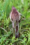 Orobanche amethystea