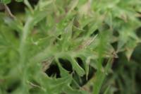 Orobanche amethystea