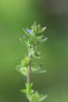 Veronica arvensis