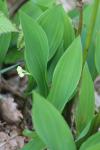 Convallaria majalis