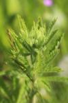Potentilla recta