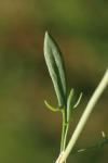 Rumex acetosella