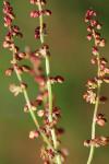 Rumex acetosella