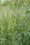 Sisymbrium officinale