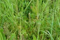 Lepidium heterophyllum