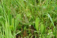 Lepidium heterophyllum