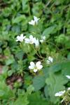 Saxifraga granulata