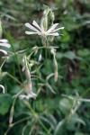 Silene nutans