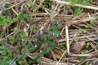 Lamium hybridum