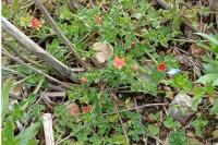 Lysimachia arvensis