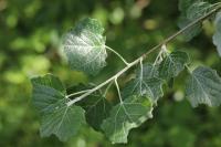 Populus alba