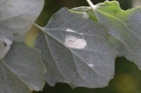 Populus alba