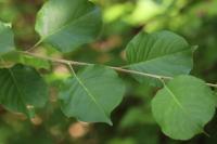Prunus mahaleb