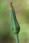 Tragopogon pratensis