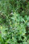 Sisymbrium officinale
