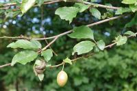 Prunus domestica