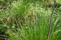 Carex paniculata