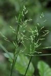 Poa pratensis