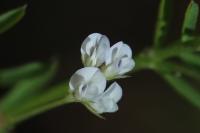 Ervilia hirsuta