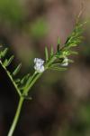 Ervilia hirsuta