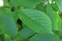 Prunus avium