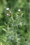 Carduus tenuiflorus