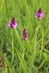 Anacamptis pyramidalis