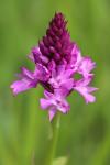 Anacamptis pyramidalis