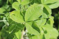 Laburnum anagyroides