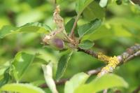 Malus domestica