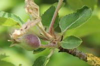 Malus domestica