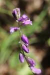 Polygala vulgaris