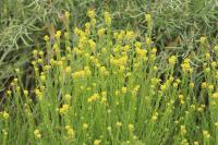 Barbarea vulgaris