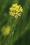 Barbarea vulgaris