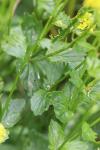 Barbarea vulgaris