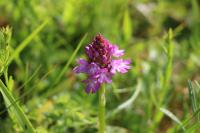 Anacamptis pyramidalis