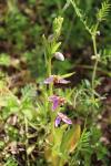 Ophrys apifera
