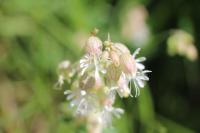 Silene vulgaris