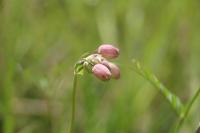 Silene vulgaris