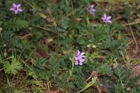 Erodium cicutarium